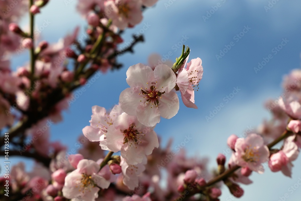 Mandelblüten, Nahaufnahme (Almond blossoms, close up) Mandelblüten, Nahaufnahme (Almond blossoms, close up)