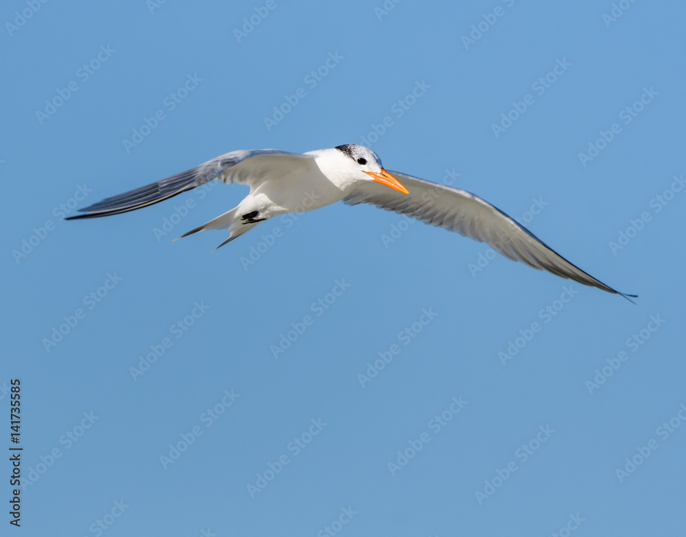 Royal Tern in Flight on Blue Sky Royal Tern in Flight on Blue Sky
