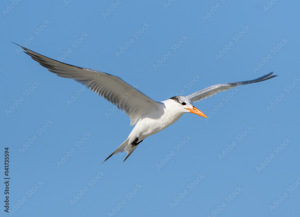 Royal Tern in Flight on Blue Sky