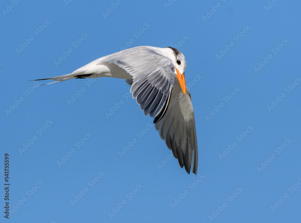 Obraz premium Royal Tern in Flight on Blue Sky