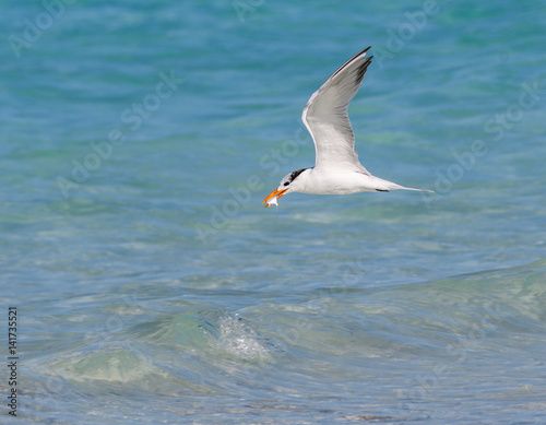 Royal Tern With Fish Flying Over Ocean © FotoRequest