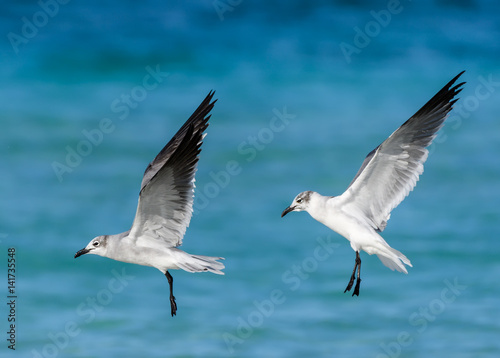 Laughing Gulls in Flight Over Ocean © FotoRequest