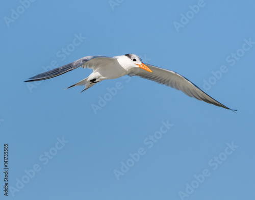 Royal Tern in Flight on Blue Sky