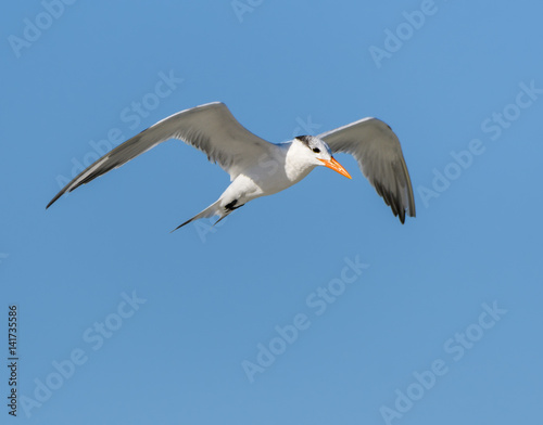 Royal Tern Flying on Blue Sky