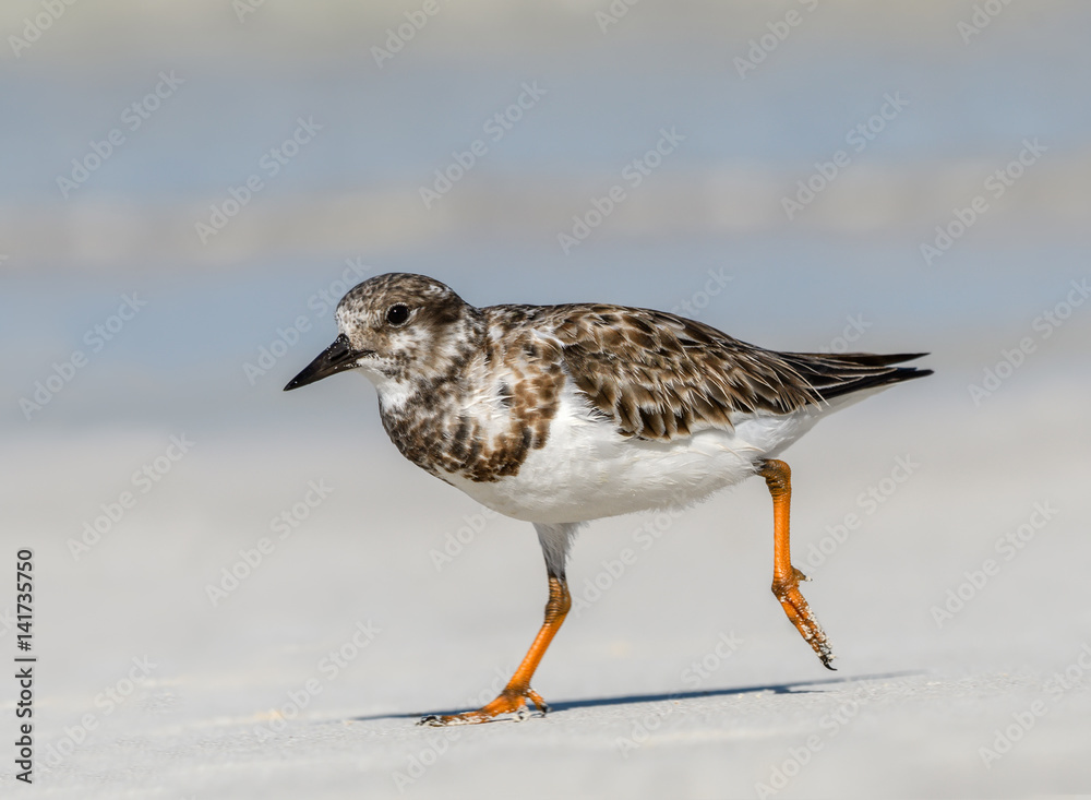 Ruddy Turnstone Foraging on the Beach Ruddy Turnstone Foraging on the Beach