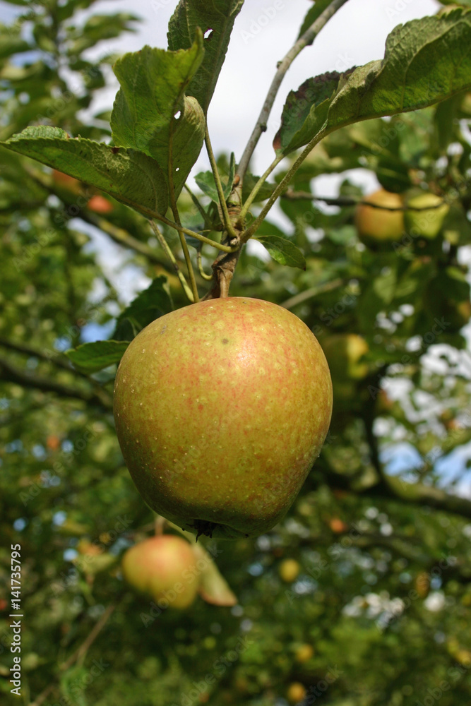 Apple on tree