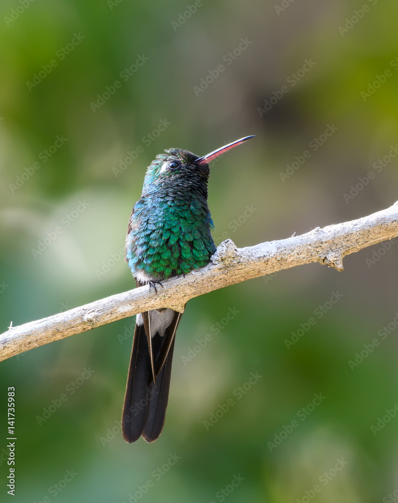 Obraz premium Cuban Emerald