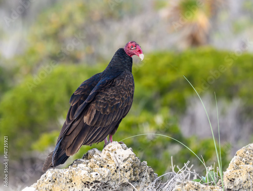 Turkey Vulture Portrait