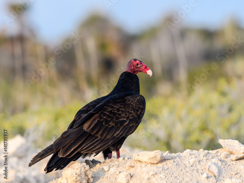 Turkey Vulture Sitting on the Rock