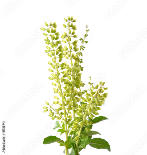 Basil flowers on a white background