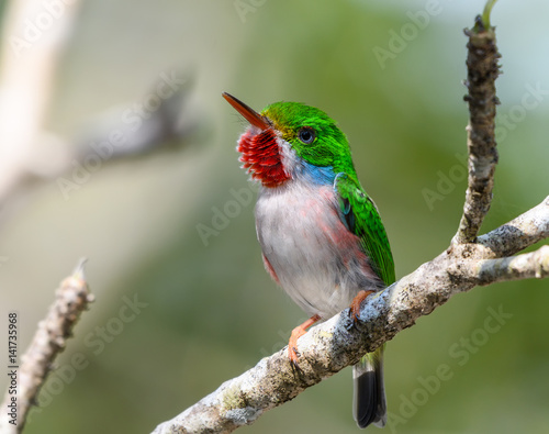 Photography Cuban Tody