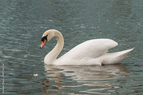 White swan on the water