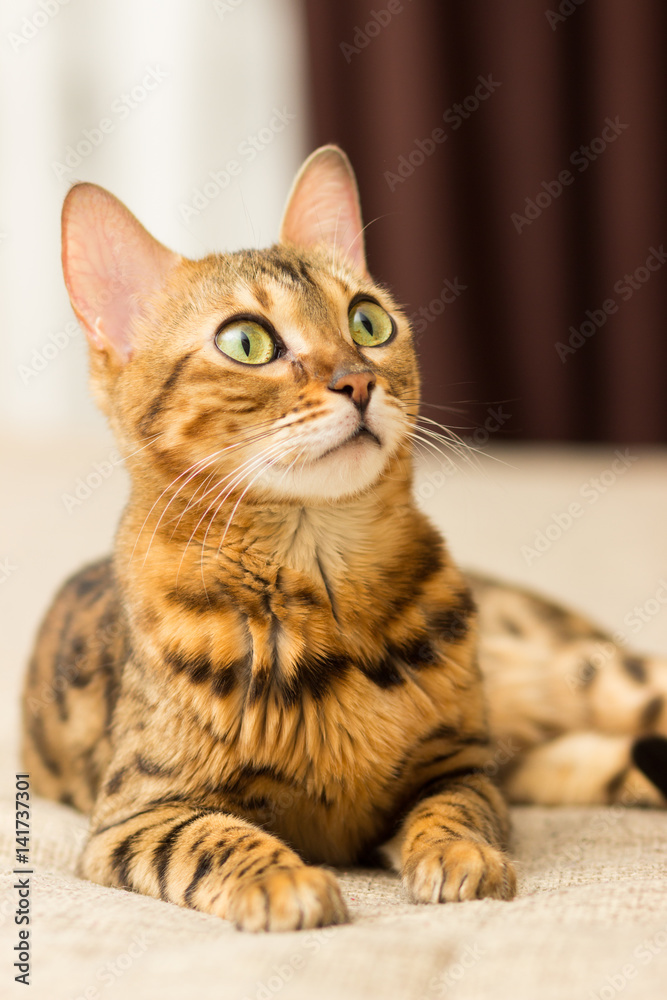 Cat of Bengali breed in a home setting lies on the couch