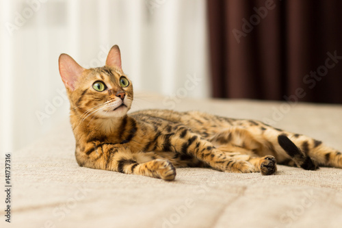 Cat of Bengali breed in a home setting lies on the couch © fast_9