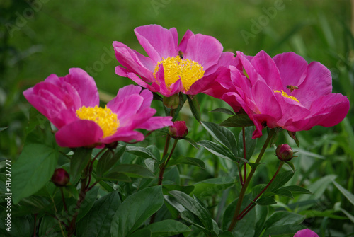 Abeilles butinant des pivoines roses au printemps au jardin