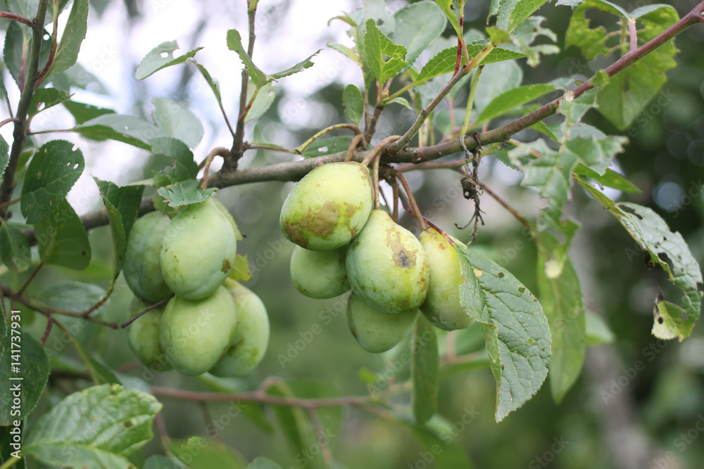 Unripe tomatoes in the greenhouse.