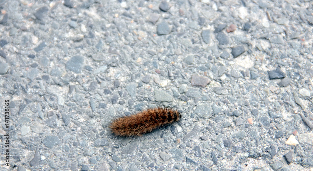 Raupe auf der Straße Raupe auf der Straße