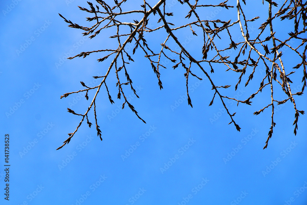 Kidneys on the branches of trees in the forest in early spring against a bright blue sky. Kidneys on the branches of trees in the forest in early spring against a bright blue sky.