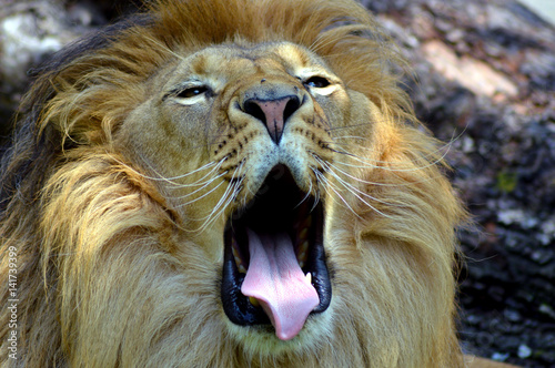 Fototapeta Naklejka Na Ścianę i Meble -  Wild animal lion