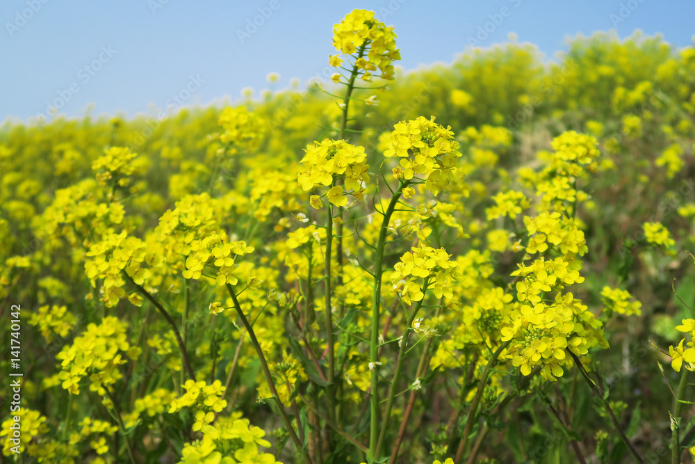 Fototapeta premium からし菜