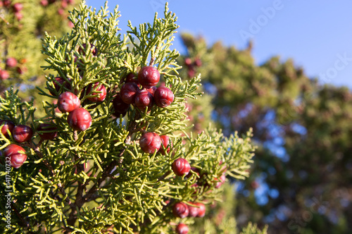 Fotografie Savin juniper (Juniperus sabina)