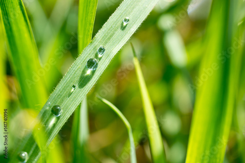 detail of grass with drops of water
