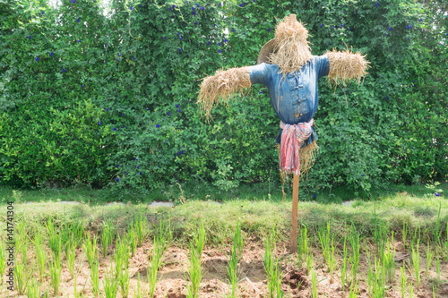 scarecrow in the rice field protecting rice outcome