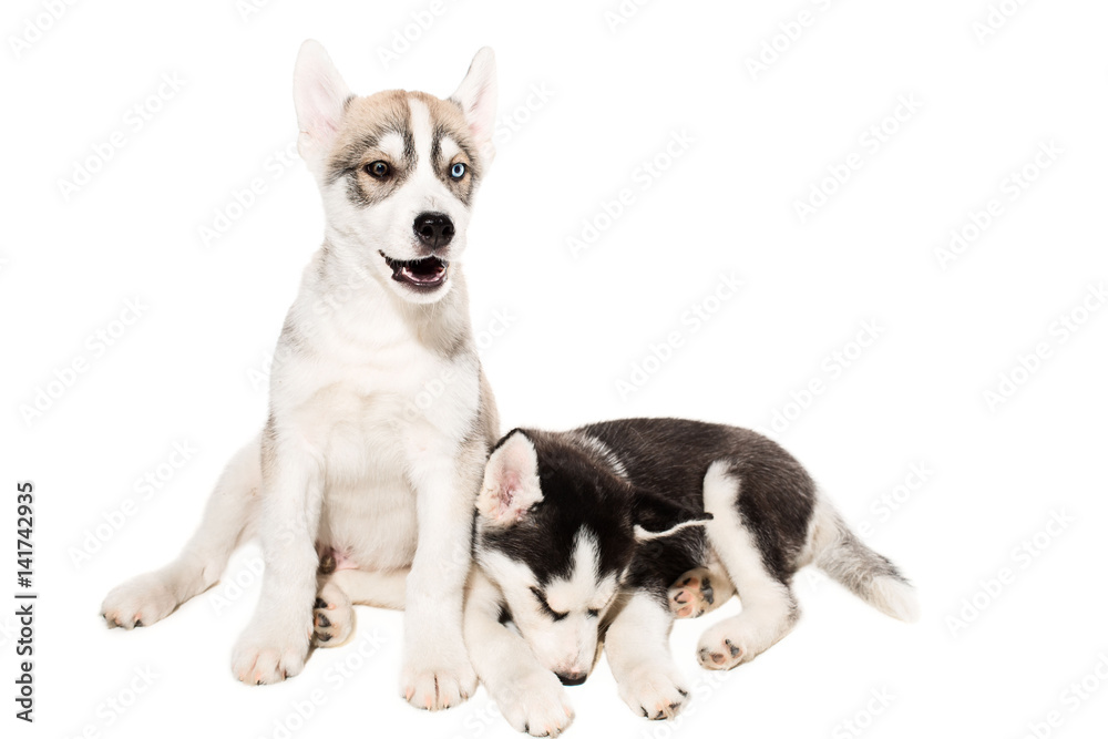 Cute little husky puppy isolated on white background Cute little husky puppy isolated on white background