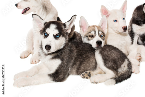 group of happy siberian husky puppies on white