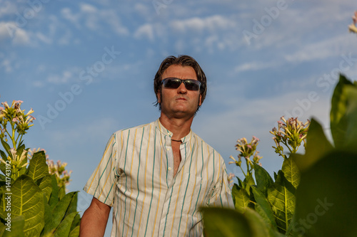 Man with sunglasses walking in the middle of a tobacco harvest
