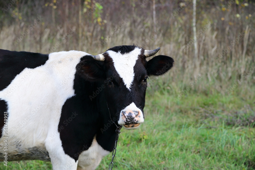 A cow on pasture looking in the camera A cow on pasture looking in the camera