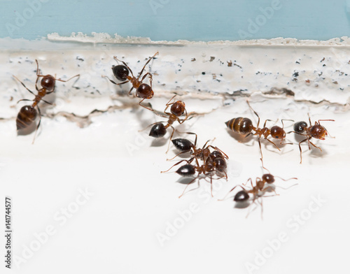 ants on a white wall © studybos