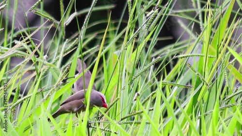 Bico-de-lacre comendo sementes. (Estrilda astrild) photo