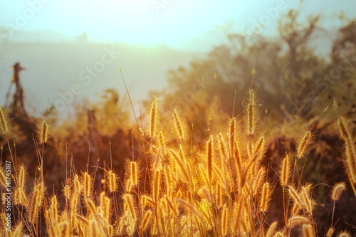 Grass