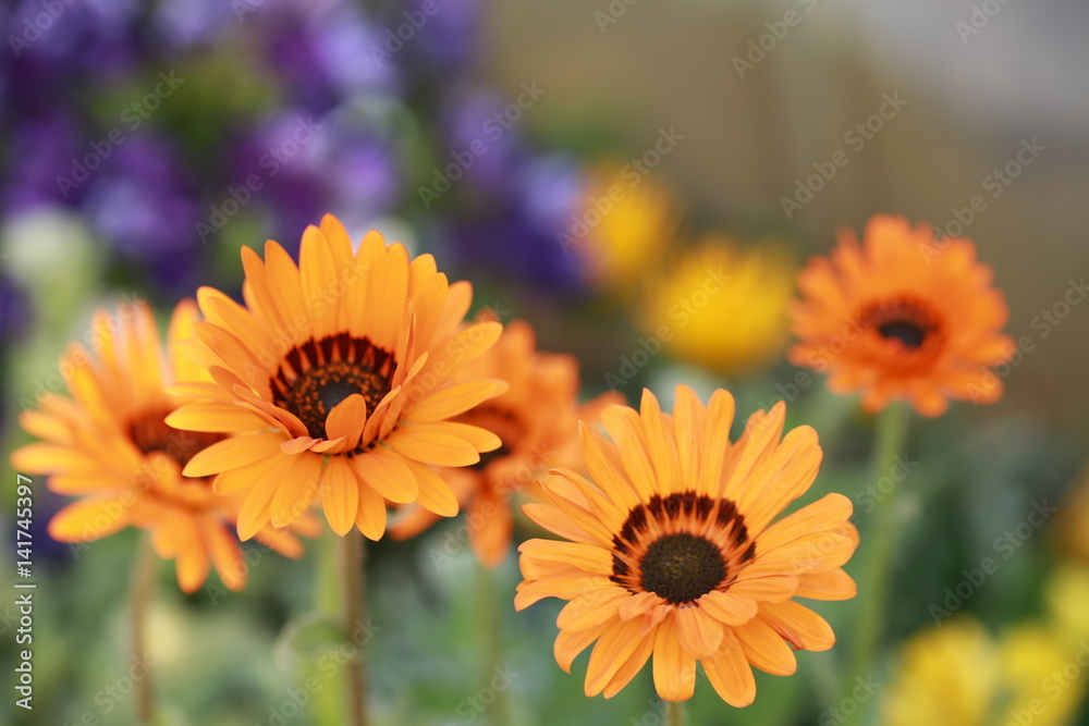 春に咲く花 春に咲く花
