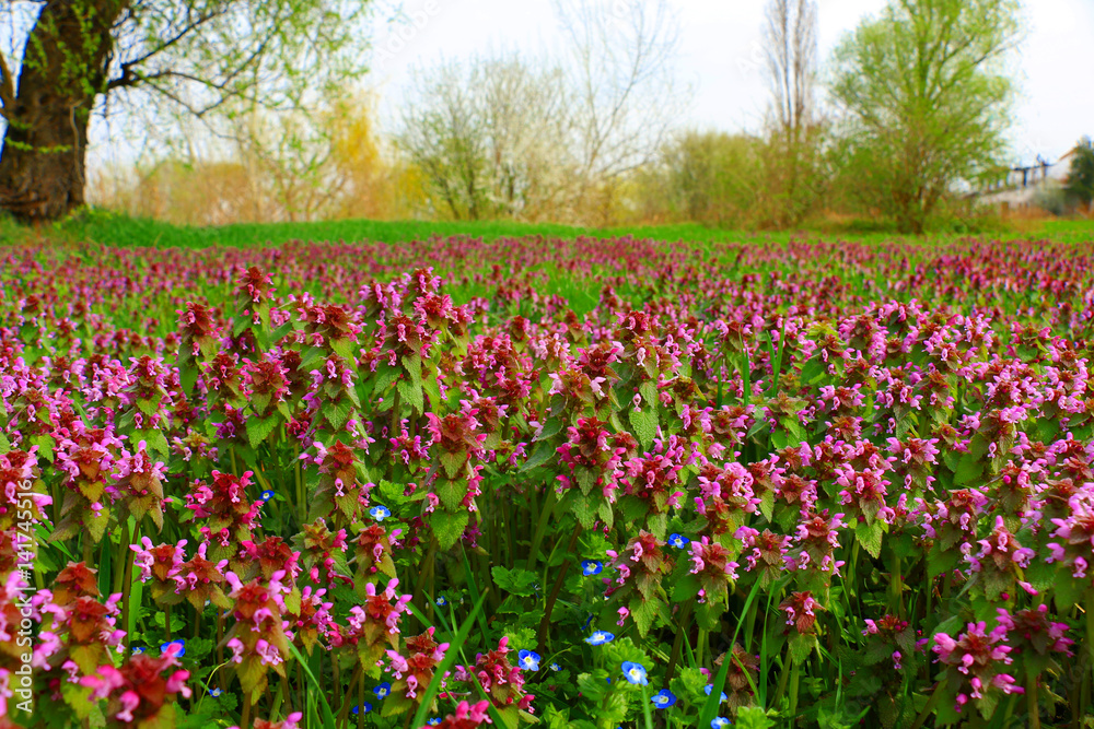 Summer wildflowers and clouds