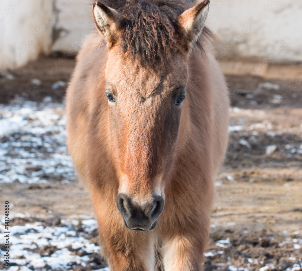 Fototapeta premium brown horse