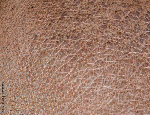 hippo skin as background