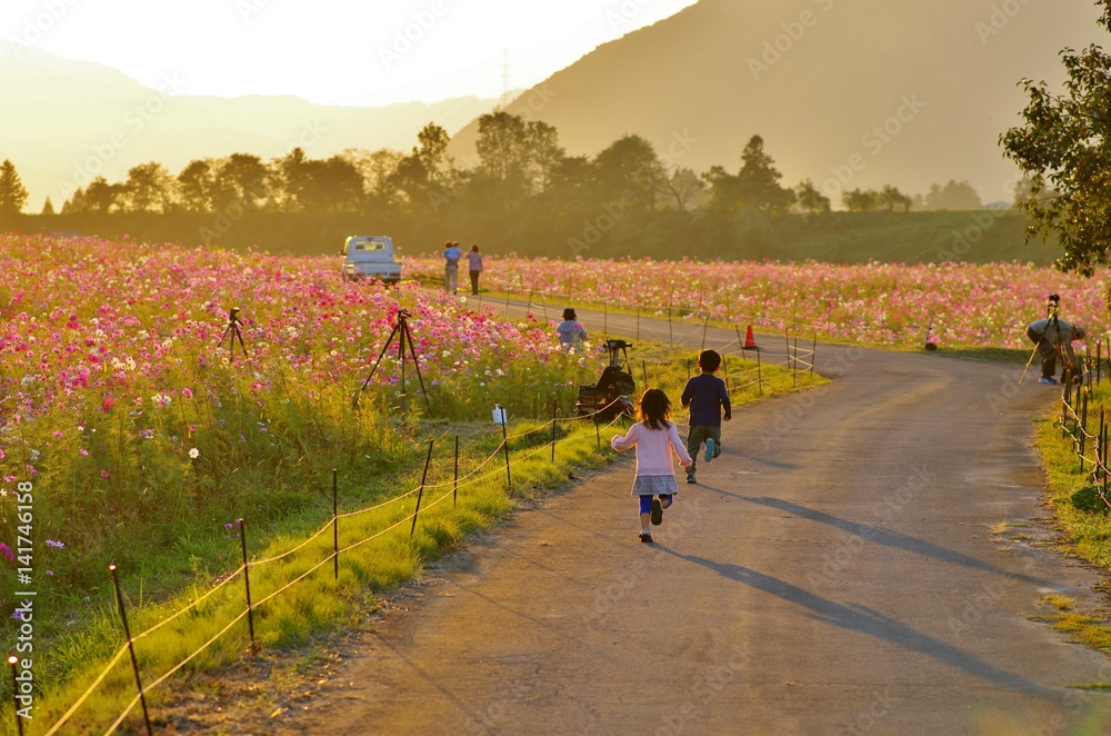 Fototapeta premium コスモス畑で夕日の向かって走る子供たち