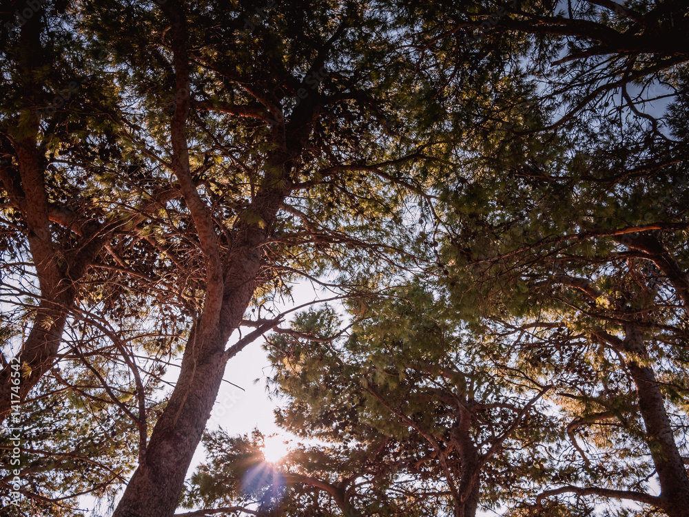 Sun through pine trees