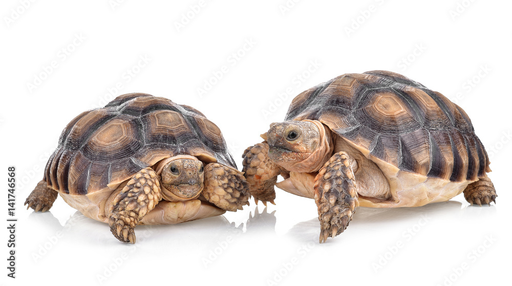 Naklejka premium turtle isolated on white background