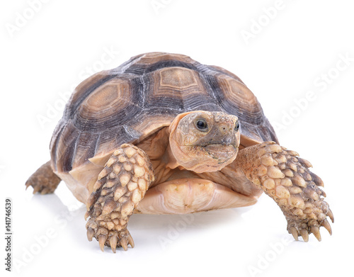 turtle isolated on white background