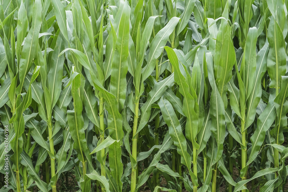 Obraz premium corn field
