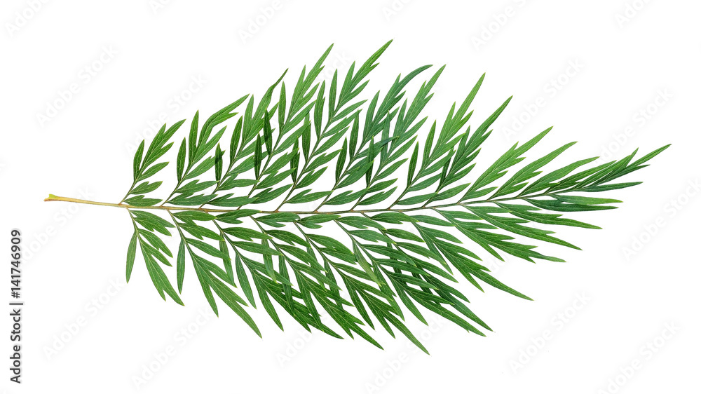 silver oak leaves on white background.