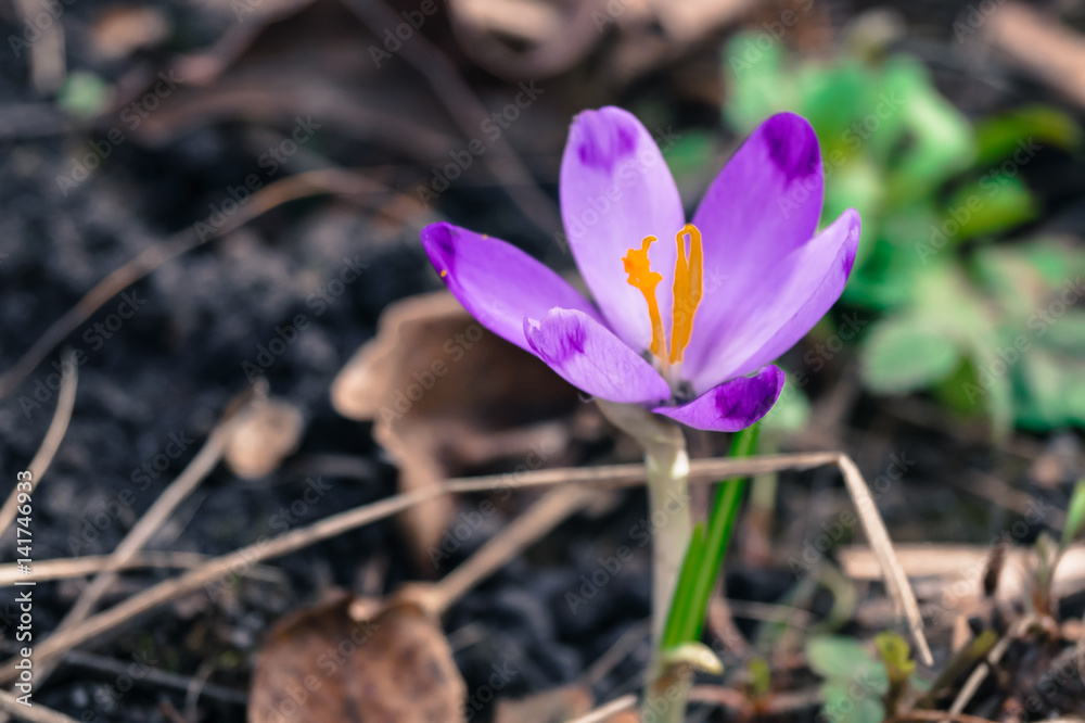 the flower of the Crocus among the brown dry leaves the flower of the Crocus among the brown dry leaves