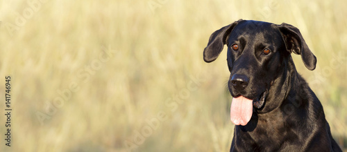 Website banner of a happy Labrador retriever dog © Reddogs