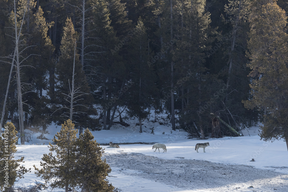 Naklejka premium Black wolf in winter landscape