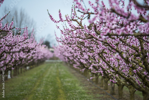 Magnificent field of peach trees in bloom