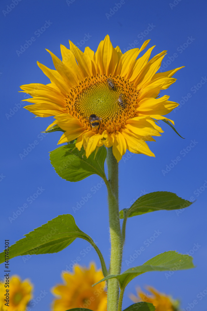 We can see a yellow sunflower which is enjoying the sunshine and the heat. It is blossoming in the summer. There are a few bumblebees on the flower. We can see a yellow sunflower which is enjoying the sunshine and the heat. It is blossoming in the summer. There are a few bumblebees on the flower.
