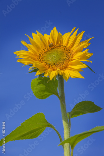 It is a beautiful day out in the field. The gorgeous sunflower is blossoming. The weather is fantastic.